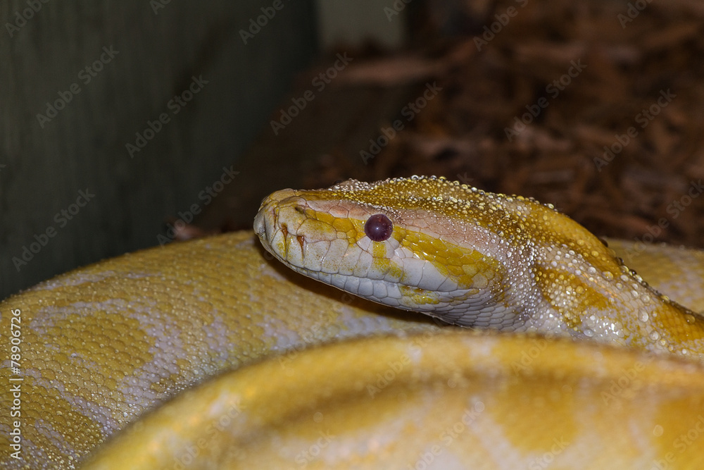 Fototapeta premium Snake