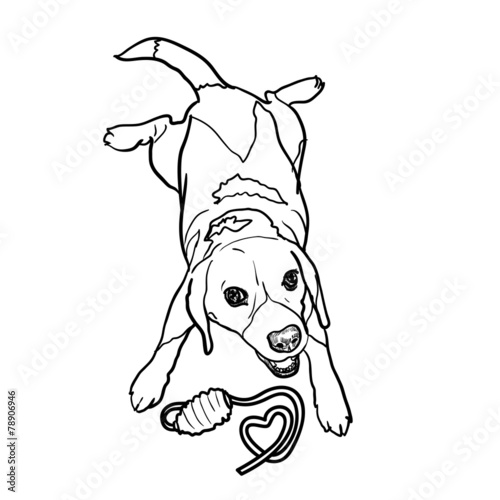 Adorable beagle cheerfully playing toy