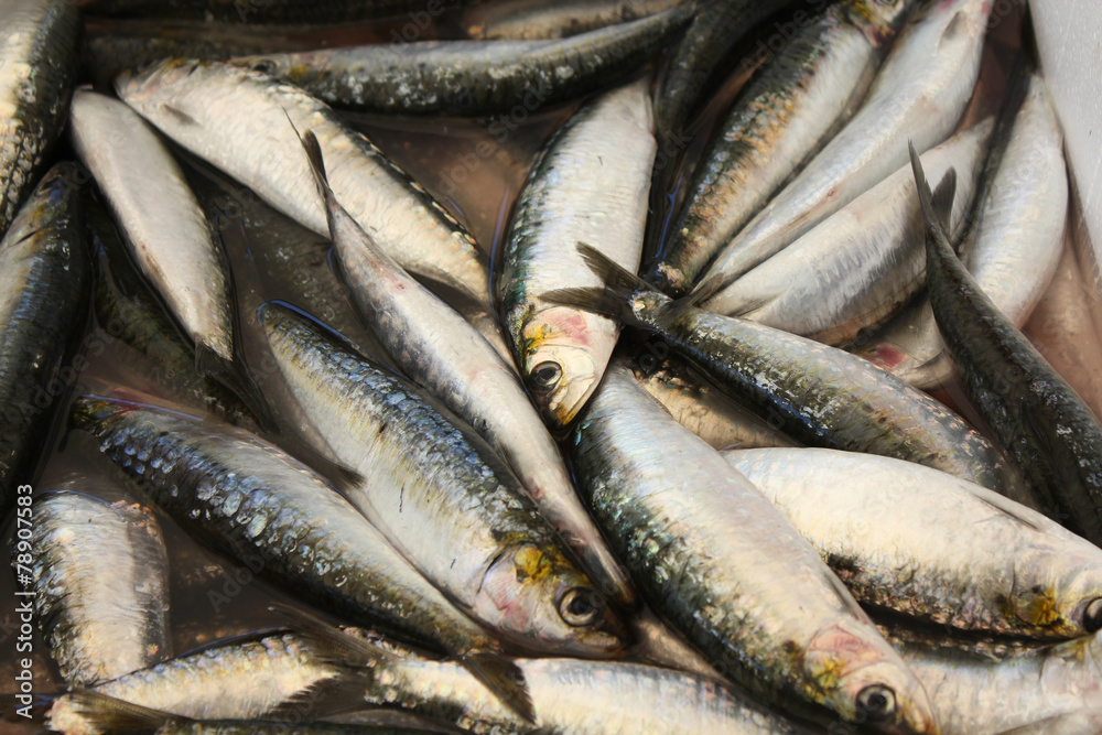 Fresh sprats Fresh sprats