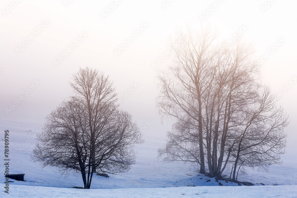Tree Silhouette on the snow and fog