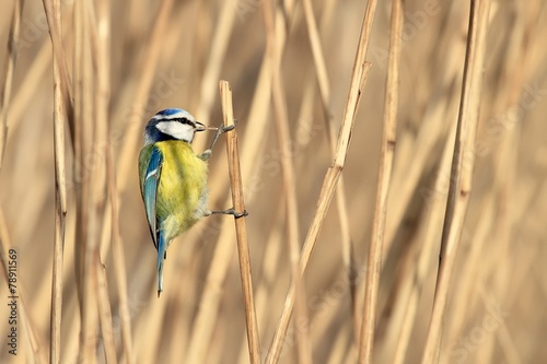 Mésange bleue dans les roseaux