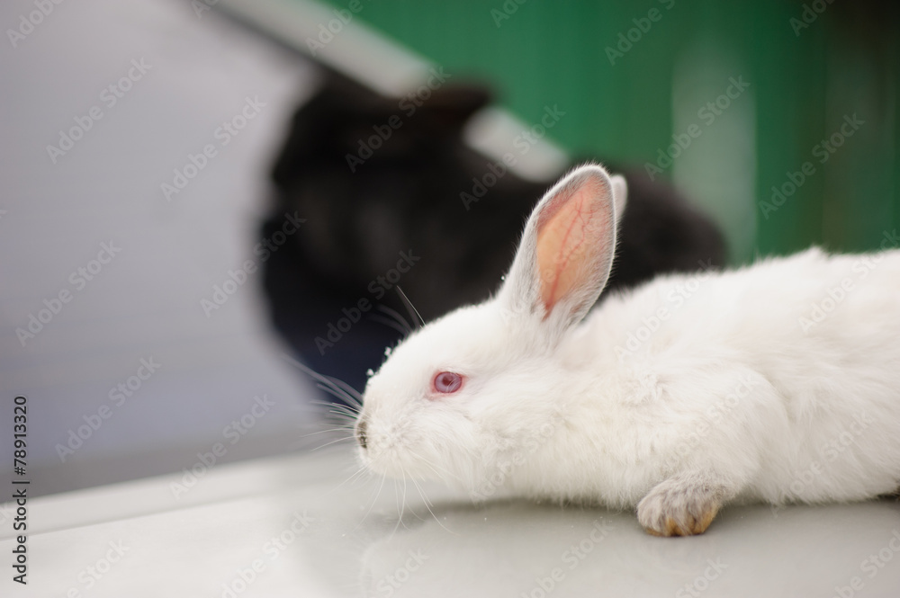 Fototapeta premium Adorable two bunnies black and white colours