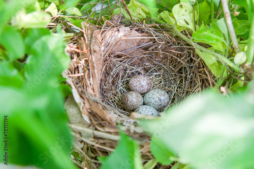 Nest of speckled brown eggs in the spring