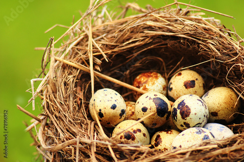 Quails Eggs in a nest isolated on grass background