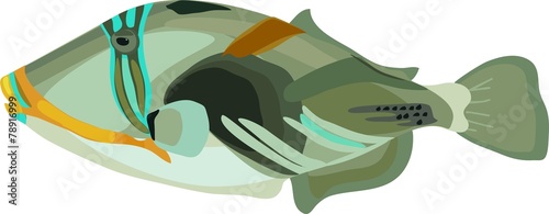 Picasso triggerfish (Rhinecanthus aculeatus) marine fish