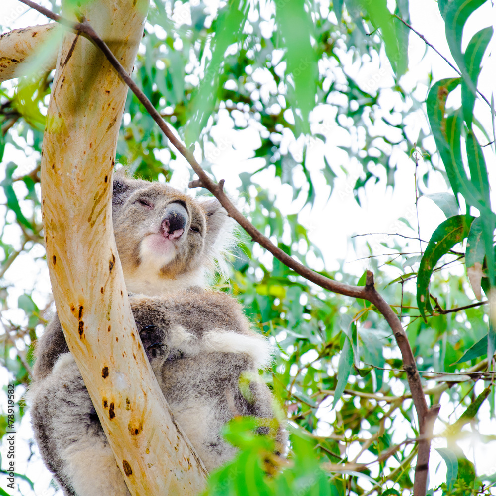 Fototapeta premium Australian Koala bear