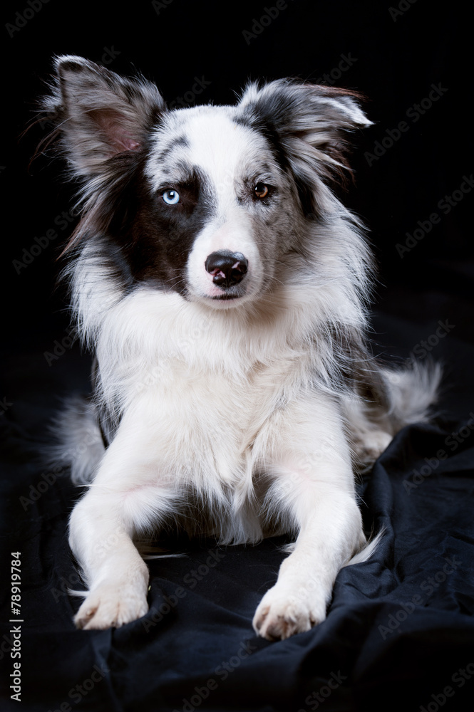 Fototapeta premium Border Collie
