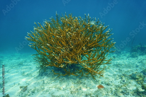 Colony of Staghorn coral Acropora cervicornis photo