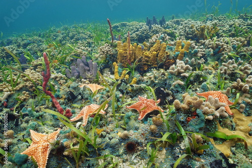 Fototapeta Naklejka Na Ścianę i Meble -  Colorful ocean floor with starfish on coral reef