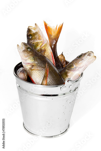 Fish in a bucket on a white background