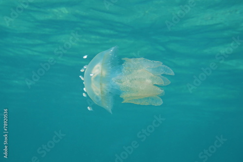 Jelly Blubber jellyfish Catostylus mosaicus © dam