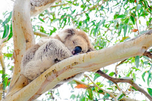 Photography Australian Koala bear