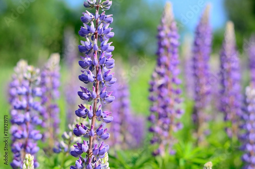 Purple lupine flowers close-up