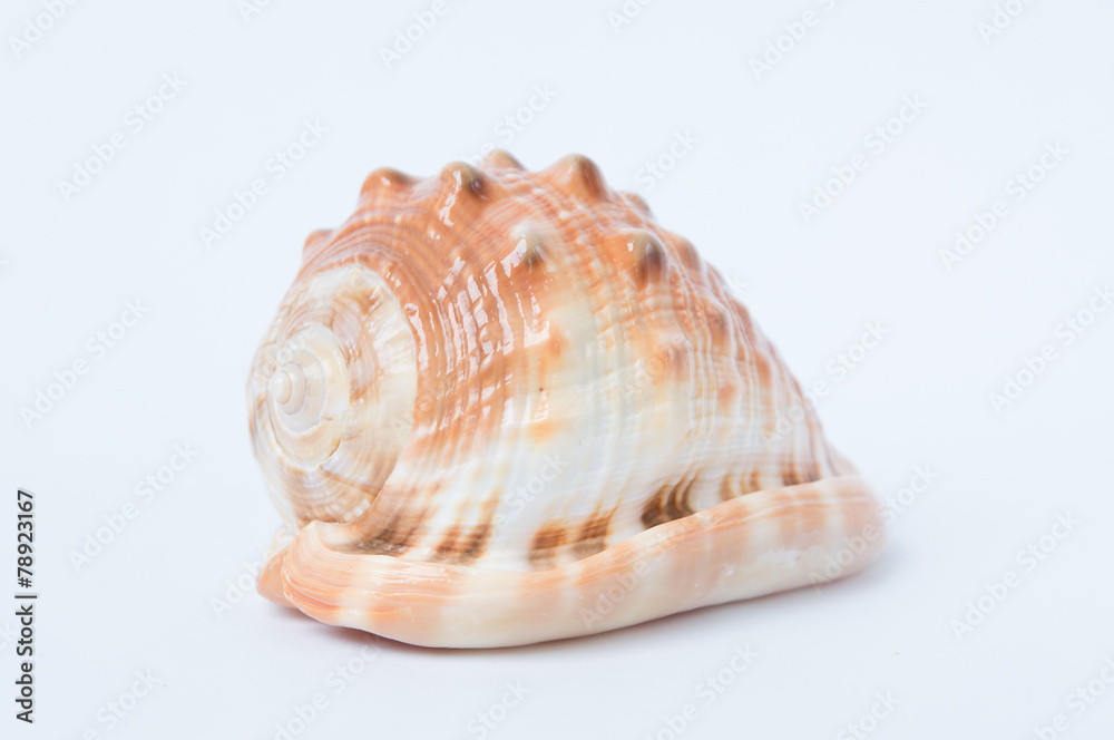 Big spiral sea shell closeup