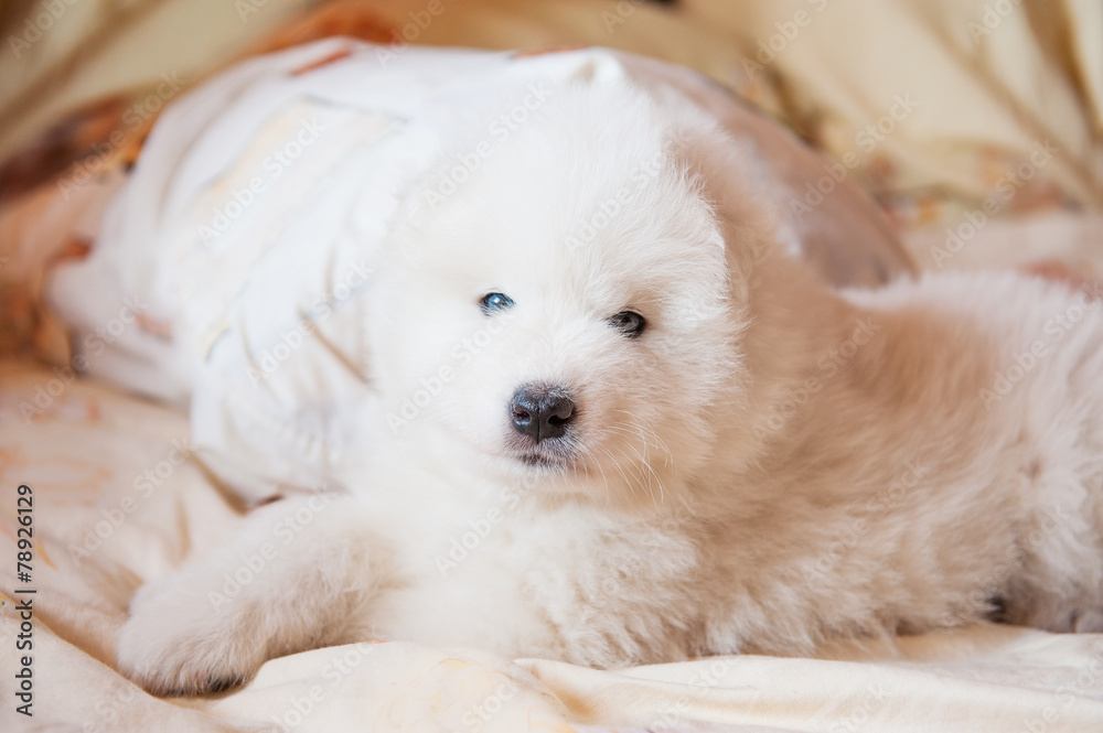 one samoed dog puppy white