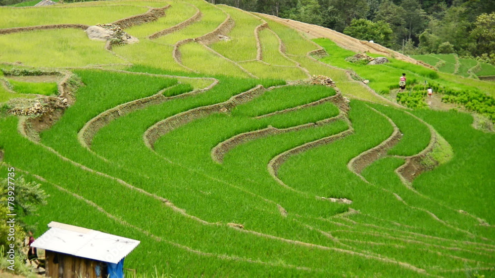 Zoom Out of Scenic Rice Terraces in Northern Vietnam - Sapa Vietnam Zoom Out of Scenic Rice Terraces in Northern Vietnam - Sapa Vietnam
