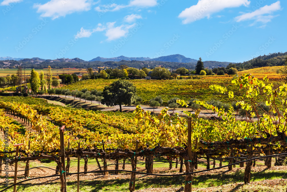 California wine country landscape