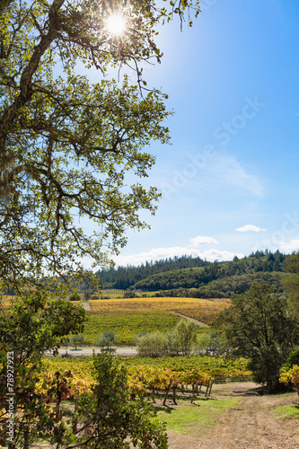 California wine country landscape with sun flare