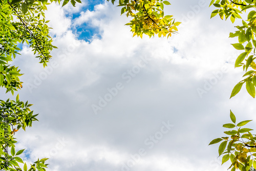 Frame with leaves on a background cloudy sky