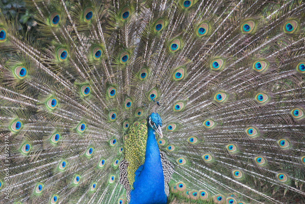 Obraz premium Pavo real.