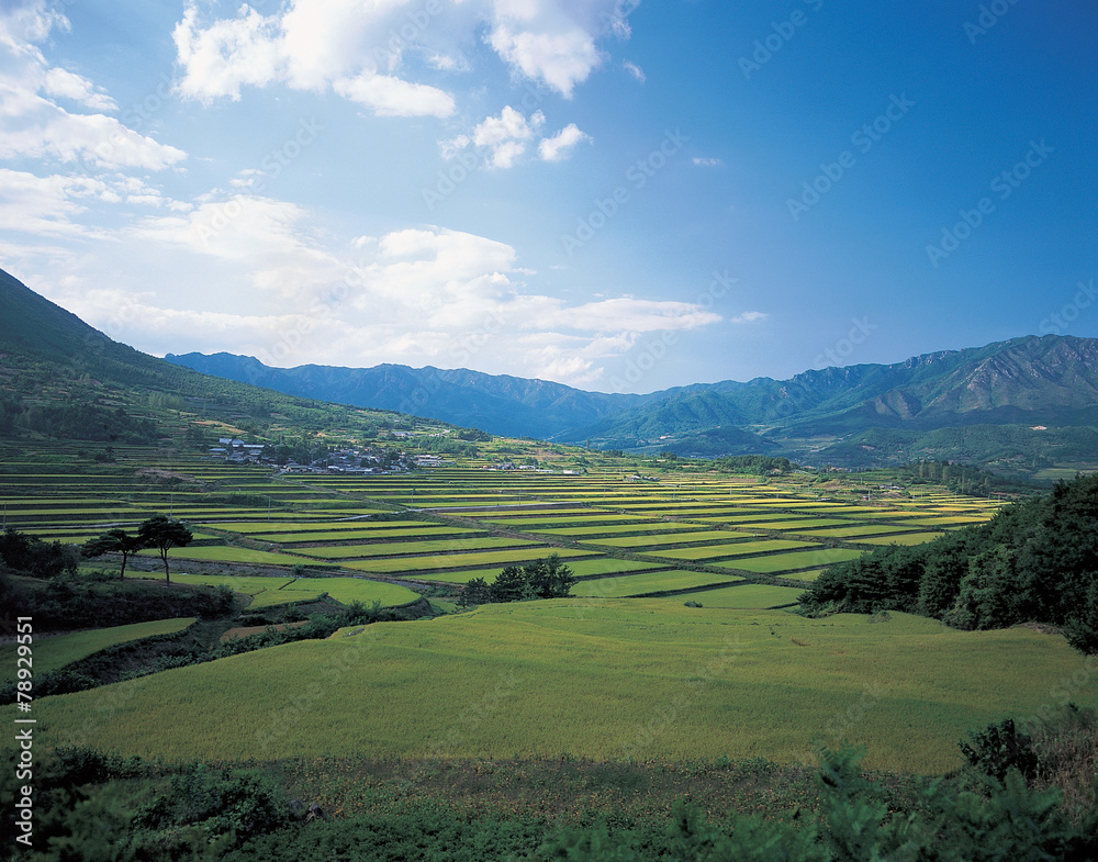 Naklejka premium 한국의 평야