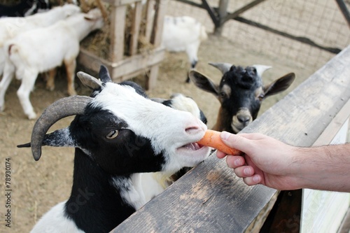 Feeding goats photo
