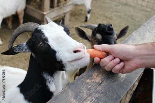 Feeding goats at the farm (zoo) photo