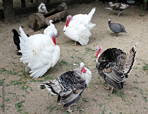Turkeys at the farm