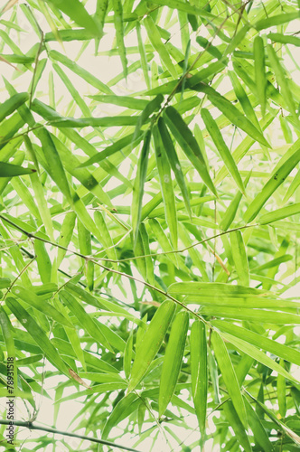 Fototapeta Naklejka Na Ścianę i Meble -  bamboo leaves background