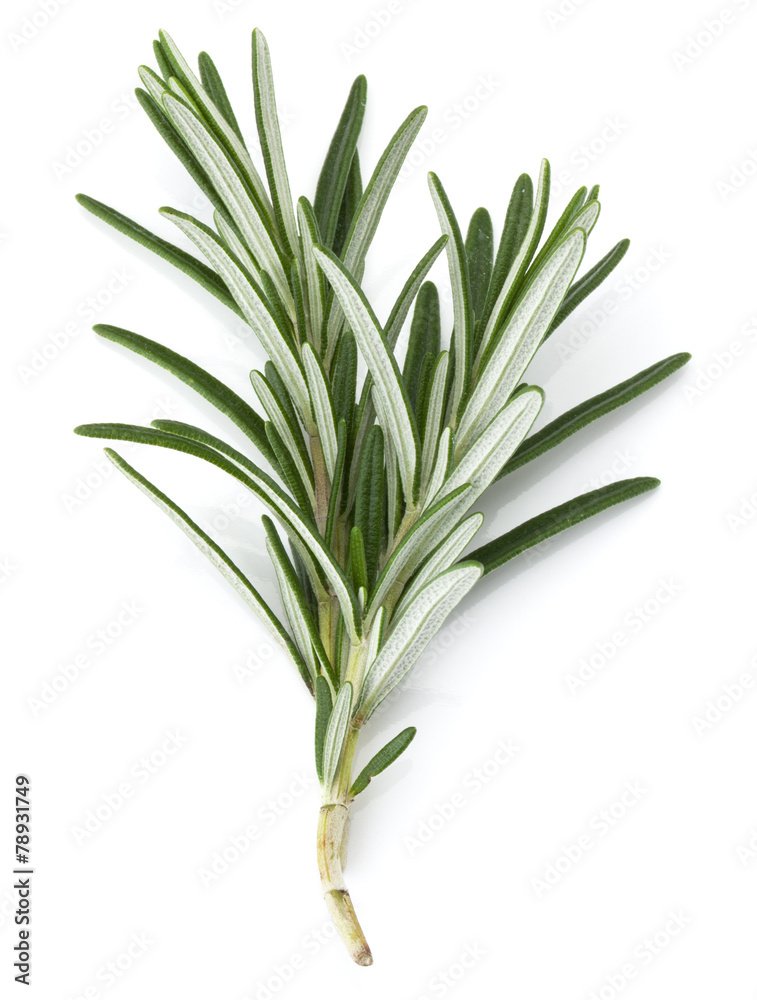Fototapeta premium rosemary herb spice leaves isolated on white background cutout