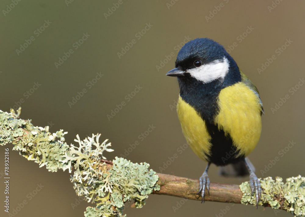 Fototapeta premium Great tit (Parus major)