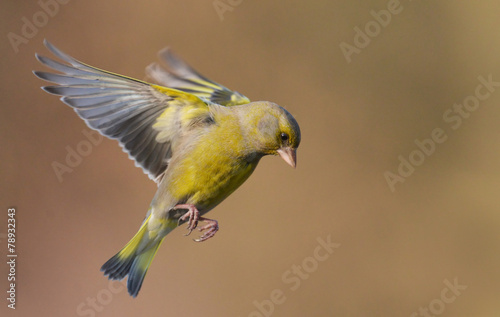 European Greenfinch ( Carduelis chloris )