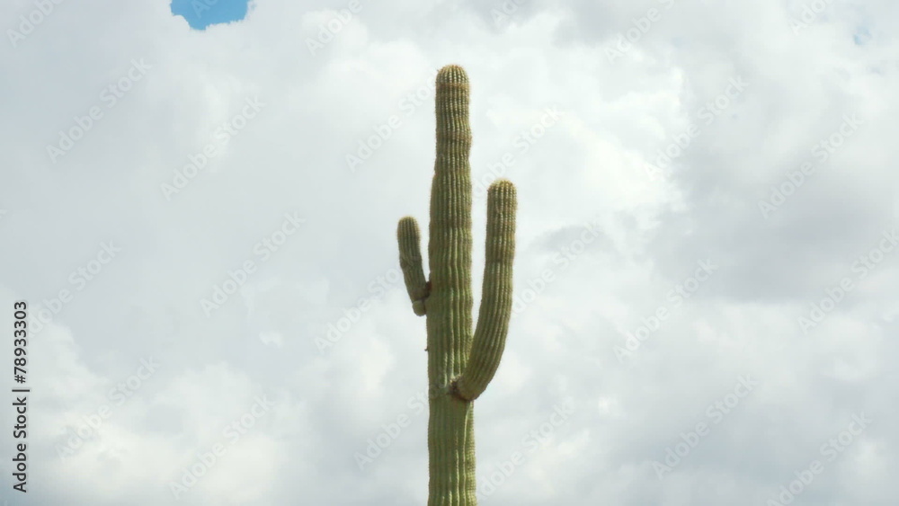 Desert Cactus / Clouds - Time Lapse