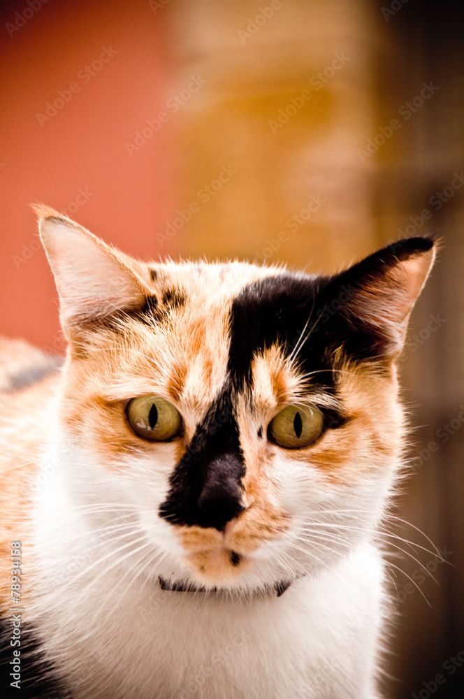 Camoflauged Cat Camoflauged Cat