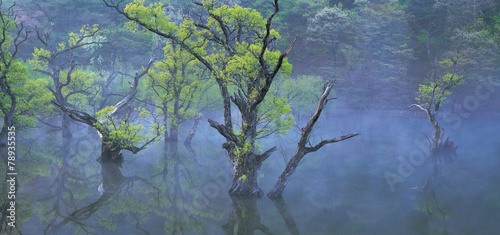 Fototapeta Naklejka Na Ścianę i Meble -  나무와 호수