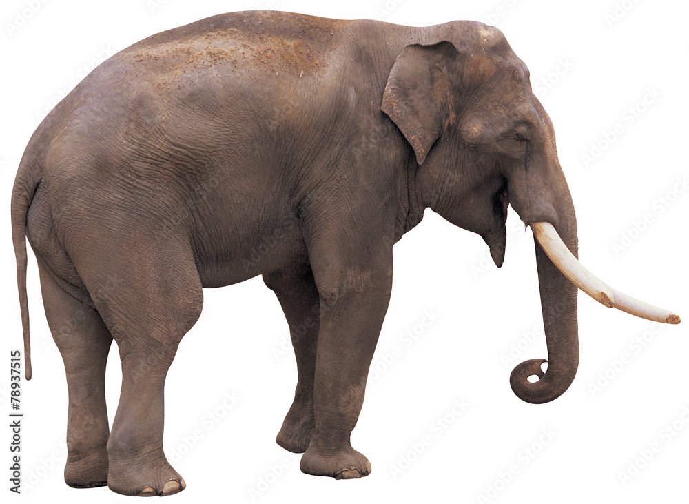 Obraz premium 야생동물 오브젝트