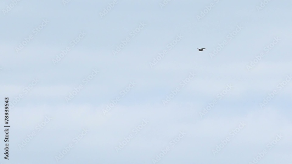 Flight of predatory bird hawk Flight of predatory bird hawk