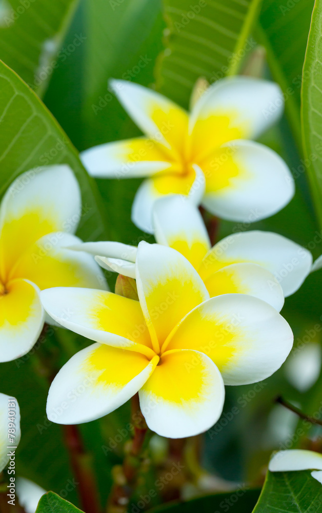 plumeria flowers plumeria flowers