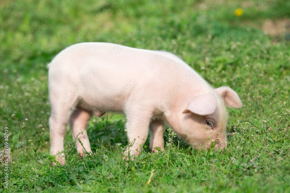Young pig Young pig