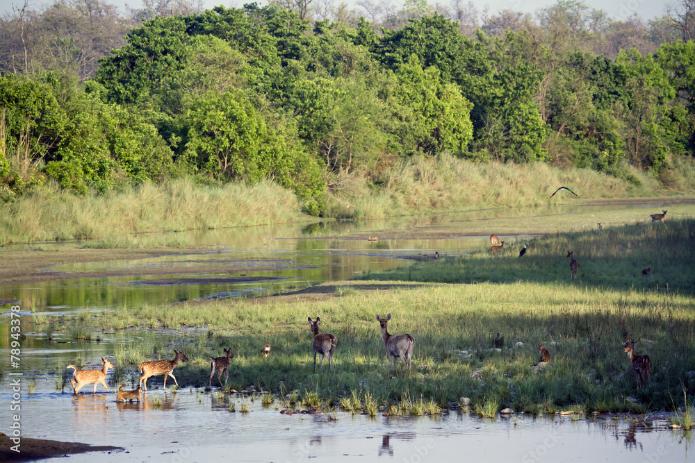 Fototapeta premium Wild river landscape in Bardia, Nepal