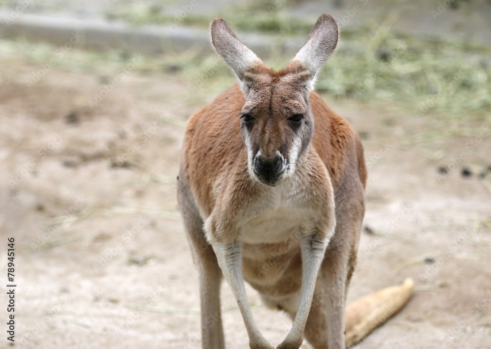 赤カンガルー