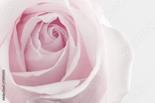 Flower rose texture nature background.