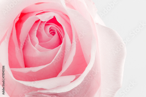 Flower rose texture nature background.