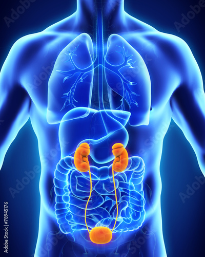 Human Kidneys Anatomy photo