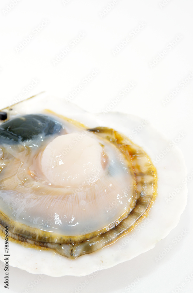 貝殻付きのホタテ貝 貝殻付きのホタテ貝
