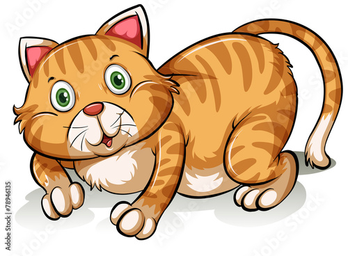 A cat