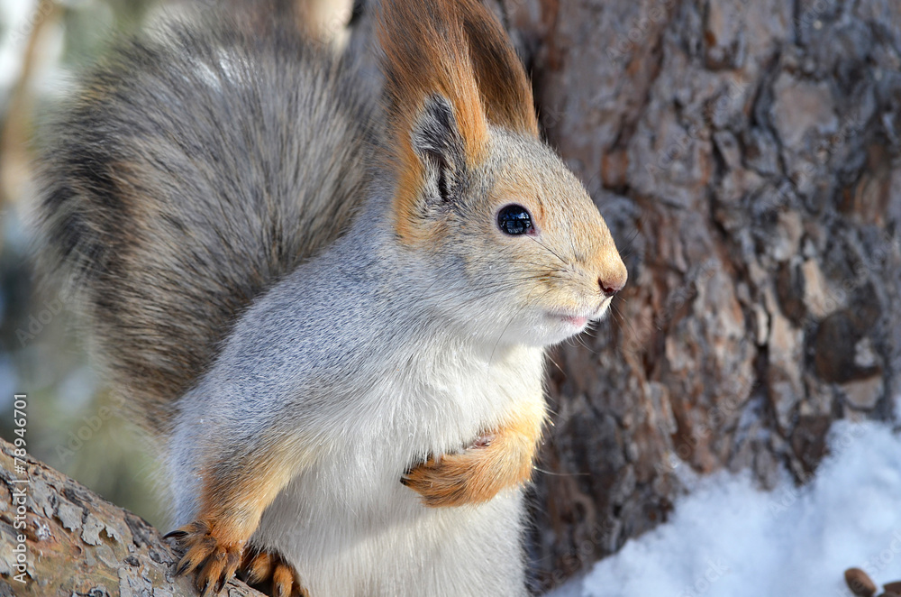 Fototapeta premium Белка.