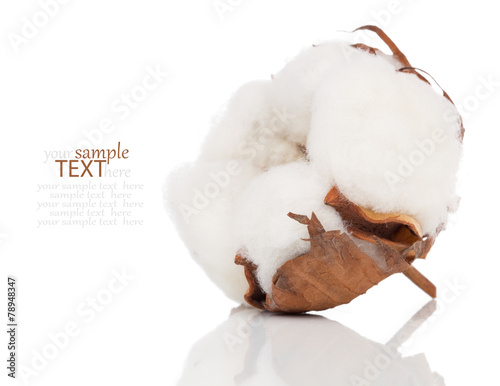 Cotton soft plant with reflection