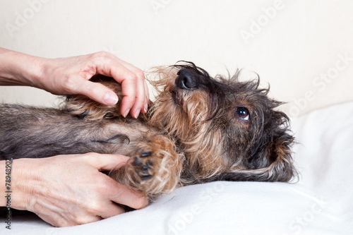 Massaggio e coccole cane bassotto photo