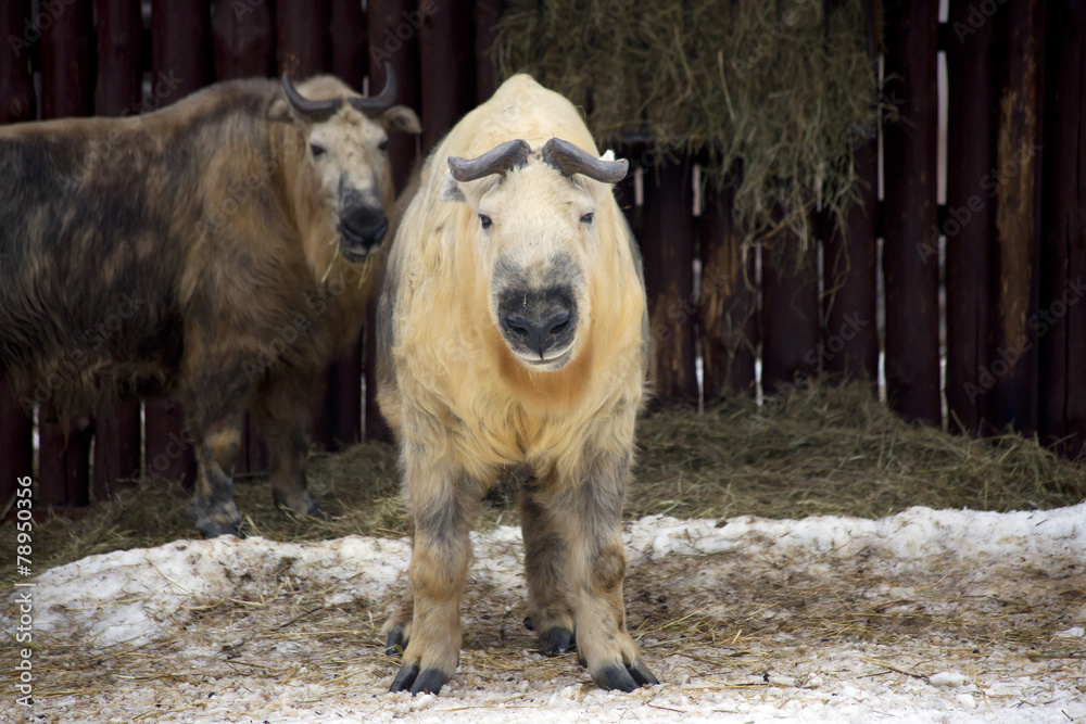 Fototapeta premium Сычуаньские такины